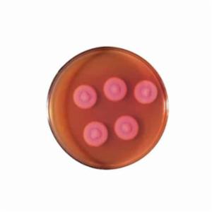 Biokar Egg Yolk Emulsion with Polymyxin B 10 vials 50 mL BS05508
