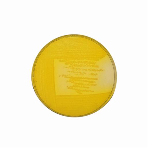 Biokar CFC Agar - Dehydrated base medium 500 grams BK118HA